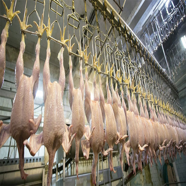سردخانه گوشت صنعتی 